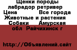 Щенки породы лабрадор ретривер › Цена ­ 8 000 - Все города Животные и растения » Собаки   . Амурская обл.,Райчихинск г.